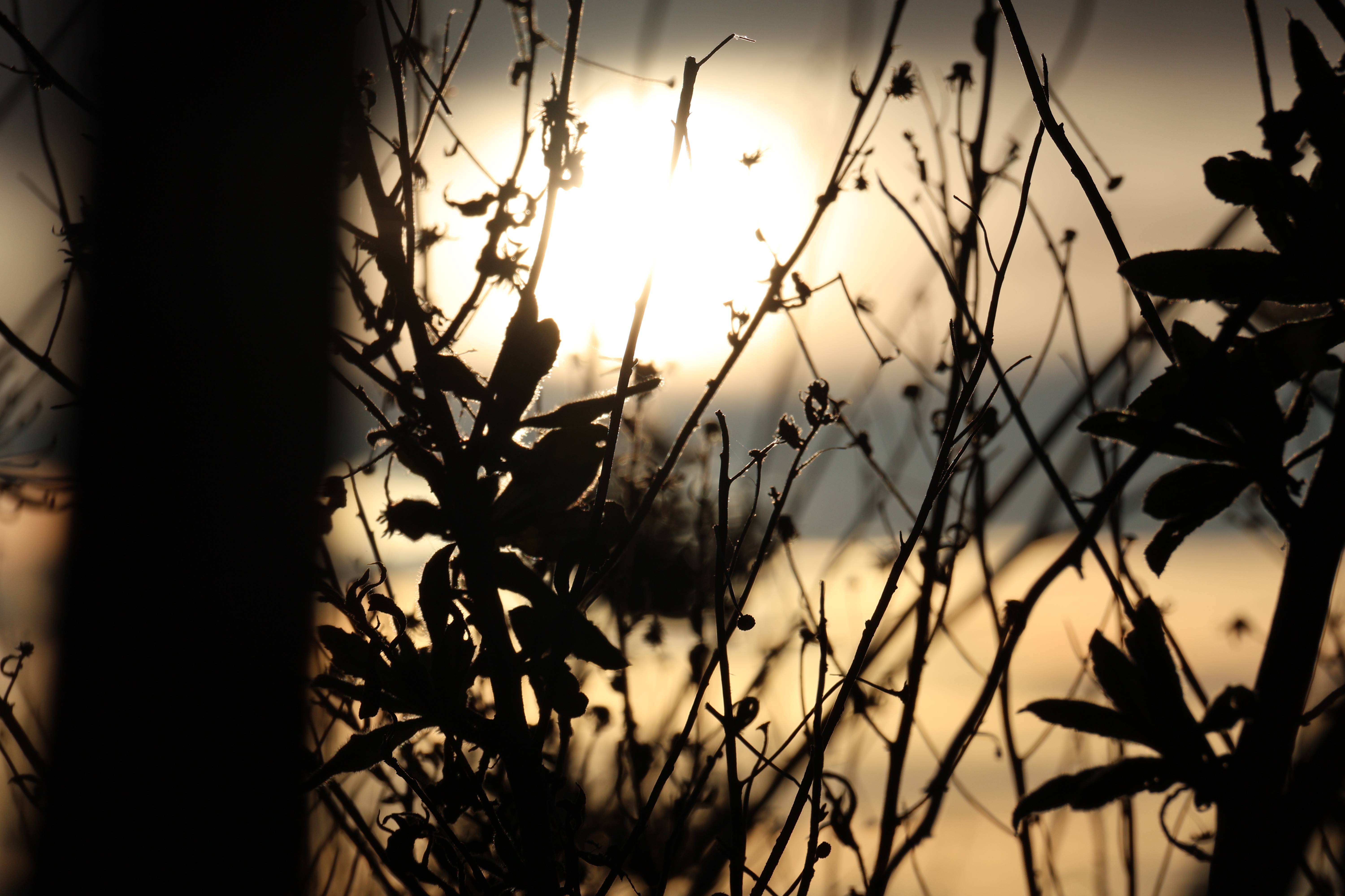 Silhuetas de plantas ao pôr do sol